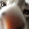 Commodore getting friendly with the camera.